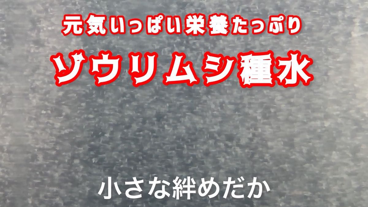元気いっぱい栄養たっぷりのゾウリムシ種水 約900ml めだかの赤ちゃんの餌【針子】&【ミジンコ】等のエサに【小さな絆めだか】