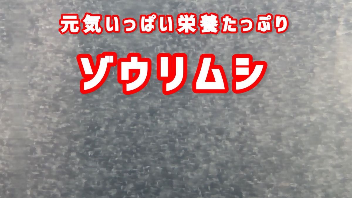 元気いっぱい栄養たっぷりのゾウリムシ種水 約900ml めだかの赤ちゃんの餌【針子】&【ミジンコ】等のエサに【小さな絆めだか】