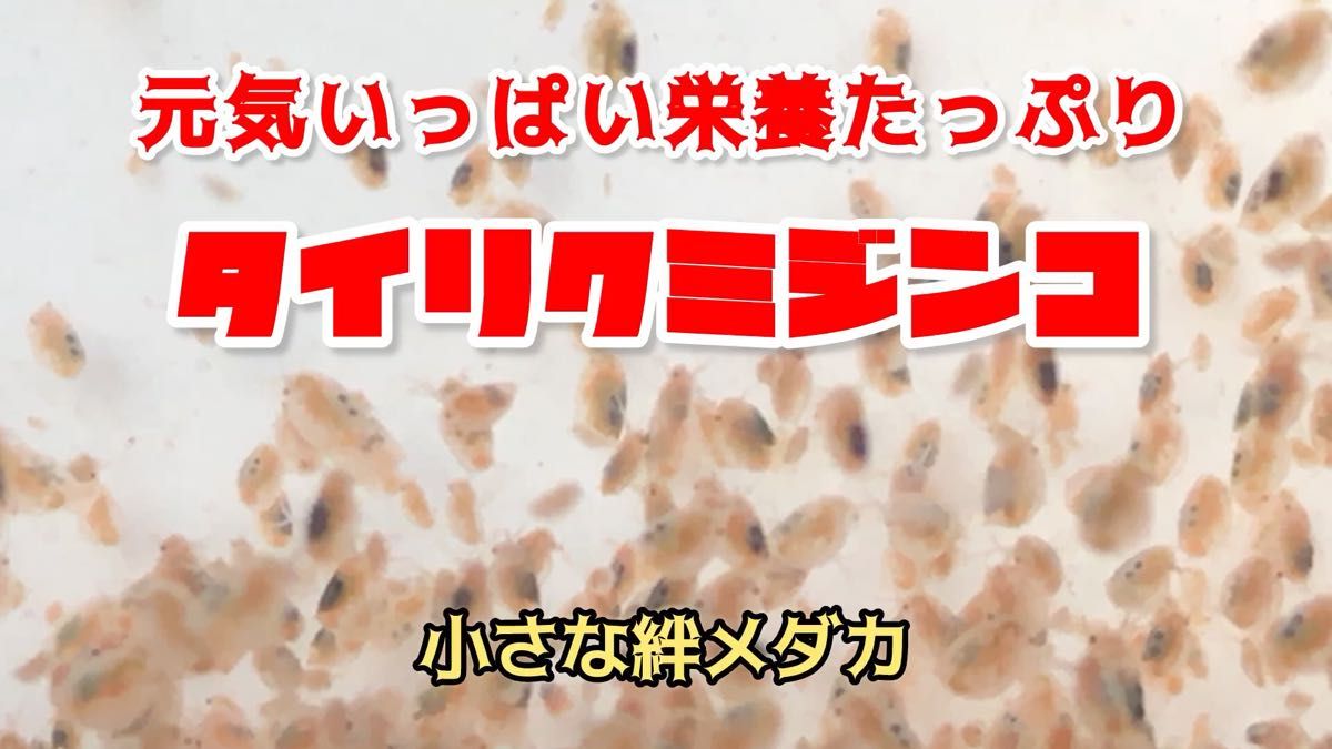 元気いっぱい栄養たっぷりタイリクミジンコ種水 約500匹以上 観賞魚等のエサに【小さな絆めだか】
