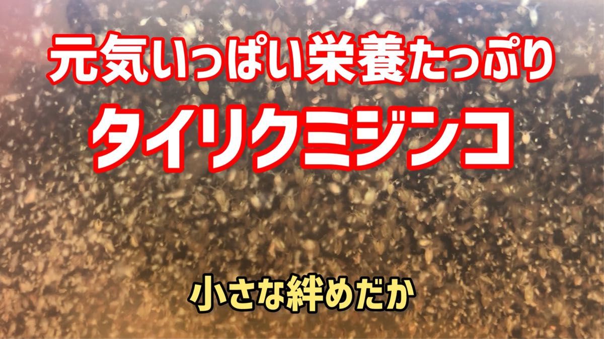 元気いっぱい栄養たっぷりタイリクミジンコ種水 約1000匹以上 めだか等のエサに【小さな絆めだか】
