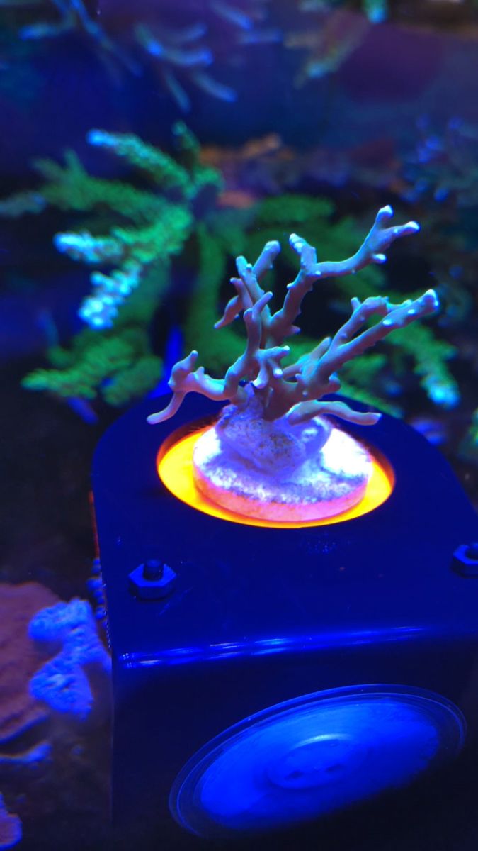★エダコモンサンゴ★ライブロック★海水★アクアリウム★