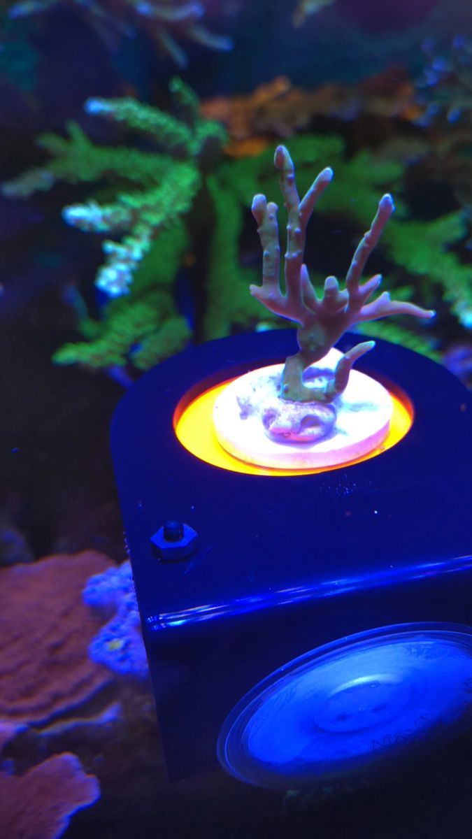 ★エダコモンサンゴ★ライブロック★海水★アクアリウム★
