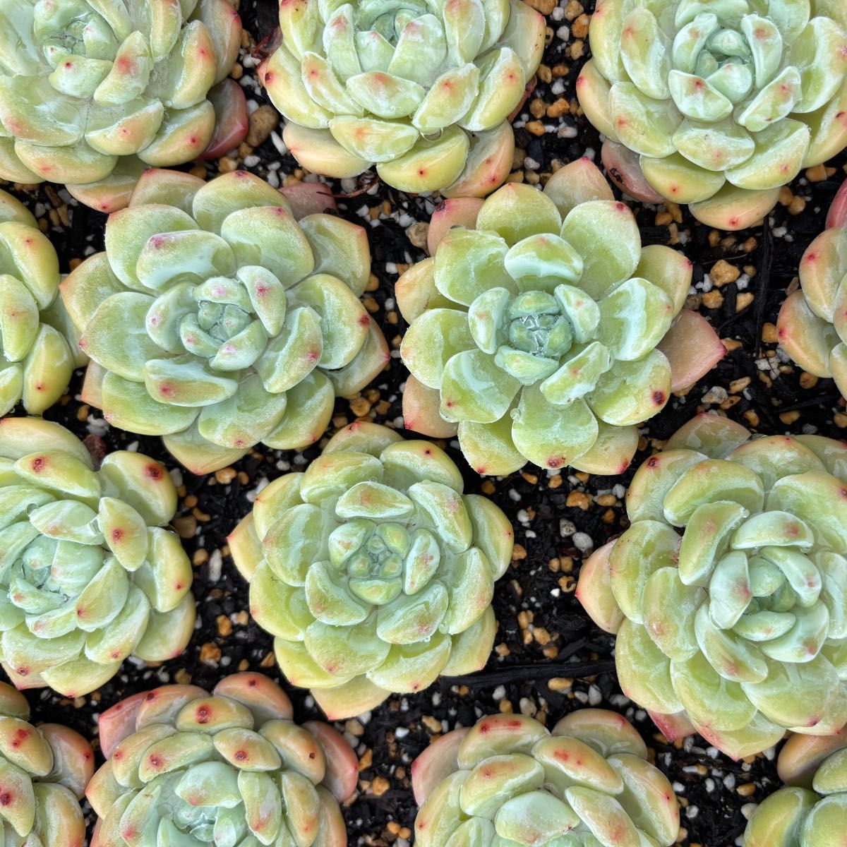 OP氷玉 多肉植物 エケベリア 韓国苗 カット苗|Yahoo!フリマ(旧 OP氷玉 多肉植物 エケベリア 韓国苗 カット苗|Yahoo!フリマ(旧
