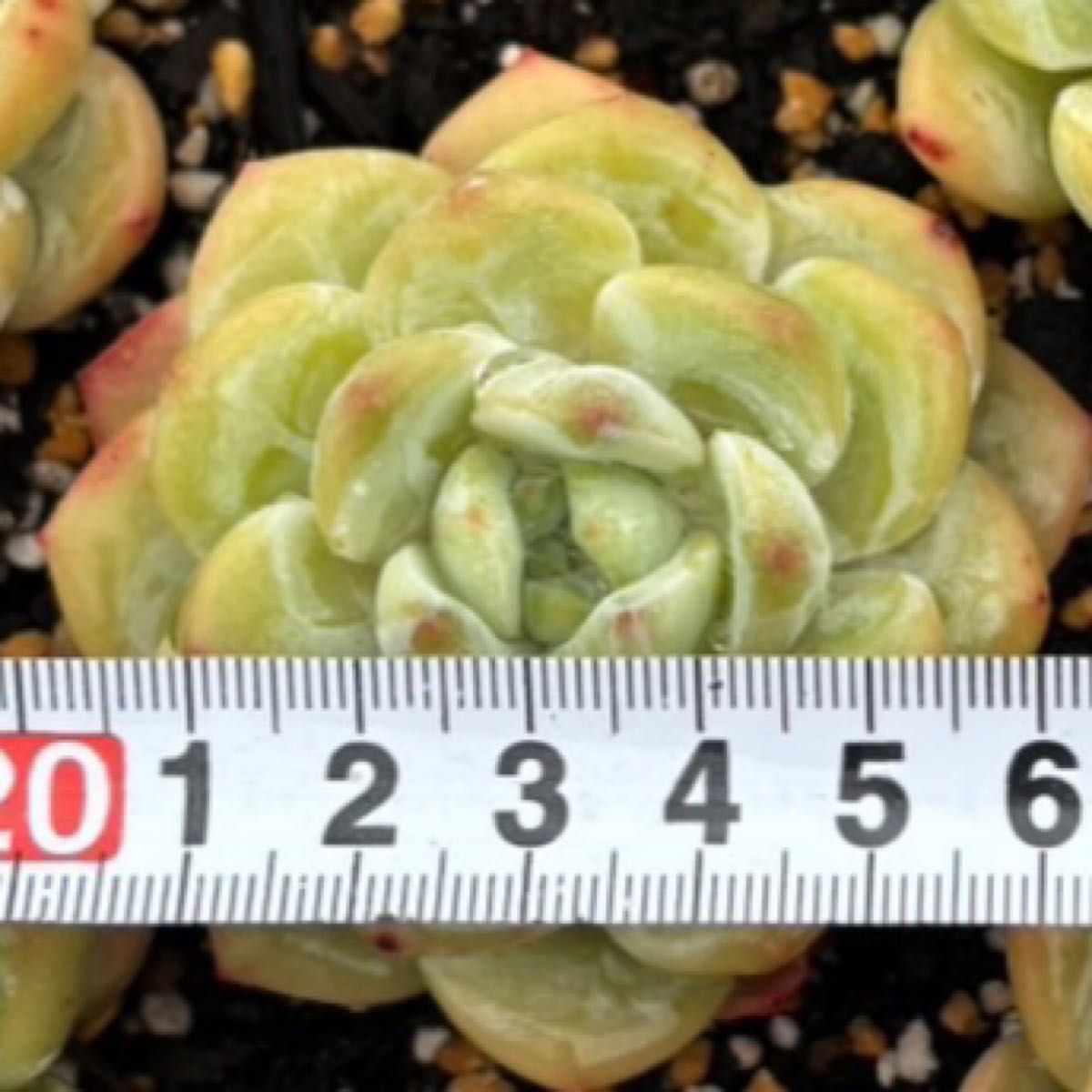 OP氷玉 多肉植物 エケベリア 韓国苗 カット苗|Yahoo!フリマ(旧 OP氷玉 多肉植物 エケベリア 韓国苗 カット苗|Yahoo!フリマ(旧