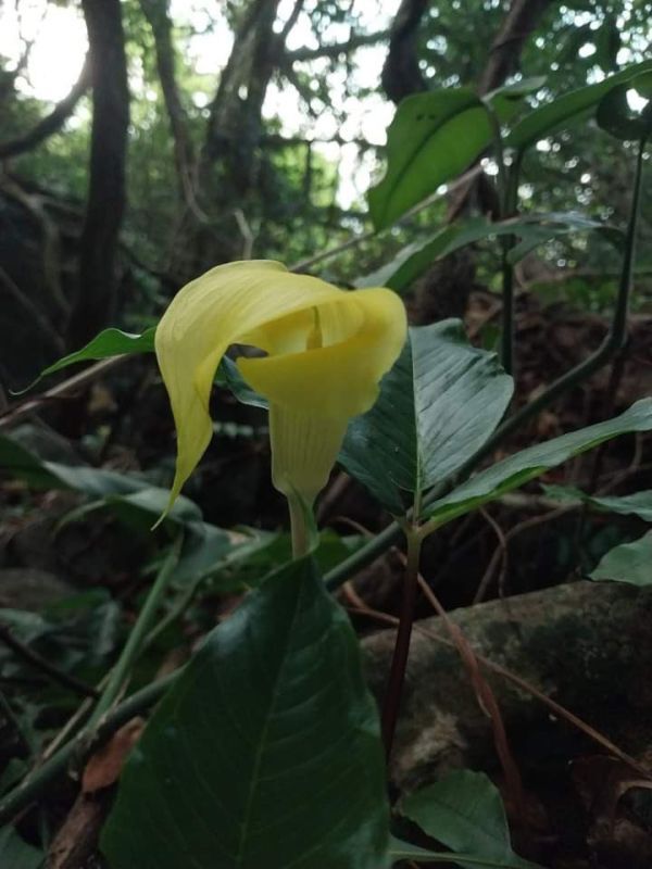 Arisaema pierreanum Tay Ninh 2球 ウラシマソウ 熱帯植物 テン Arisaema pierreanum Tay Ninh 2球 ウラシマソウ 熱帯植物 テン