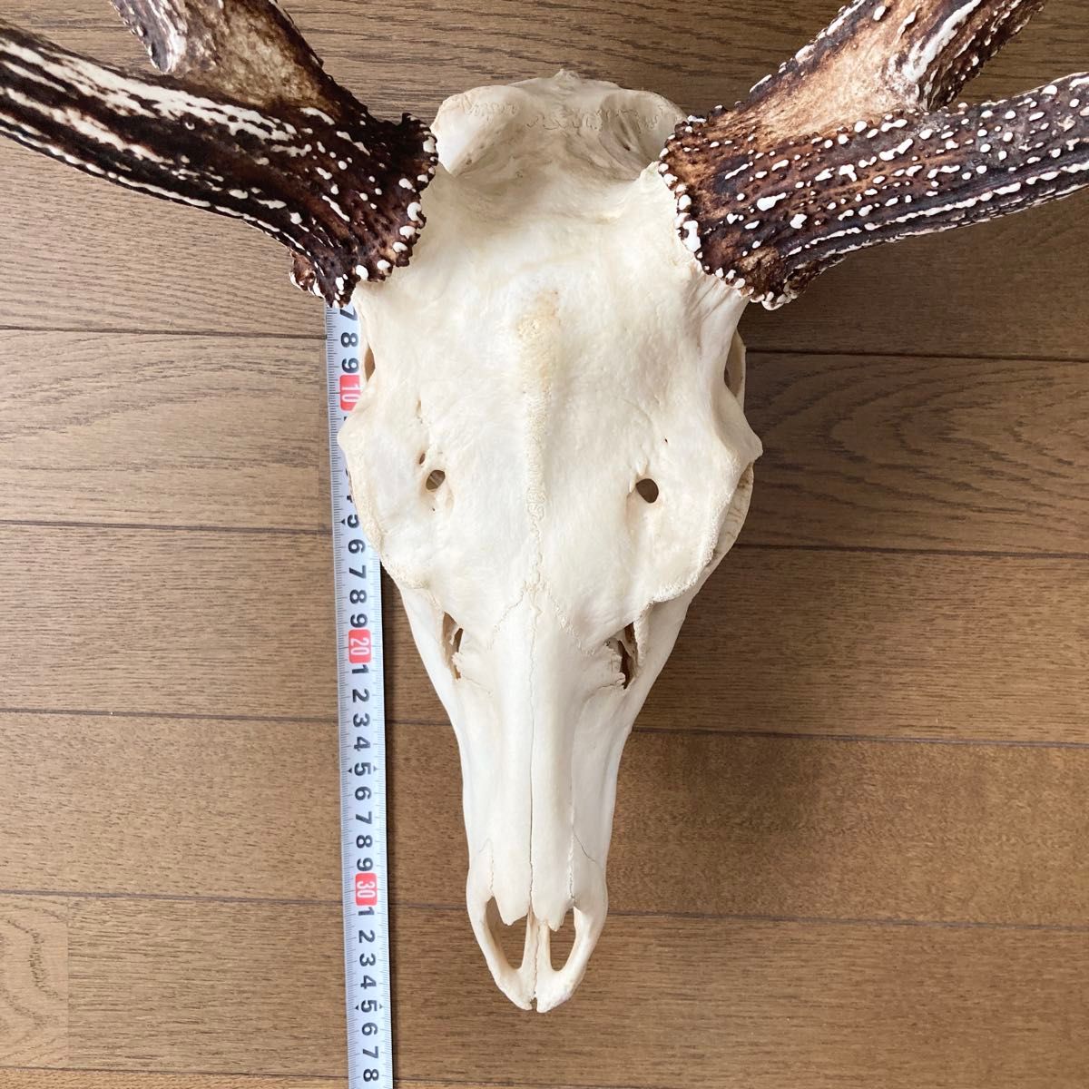 北海道エゾ鹿の角頭蓋骨付き スケルトン|Yahoo!フリマ(旧 北海道エゾ鹿の角頭蓋骨付き スケルトン|Yahoo!フリマ(旧
