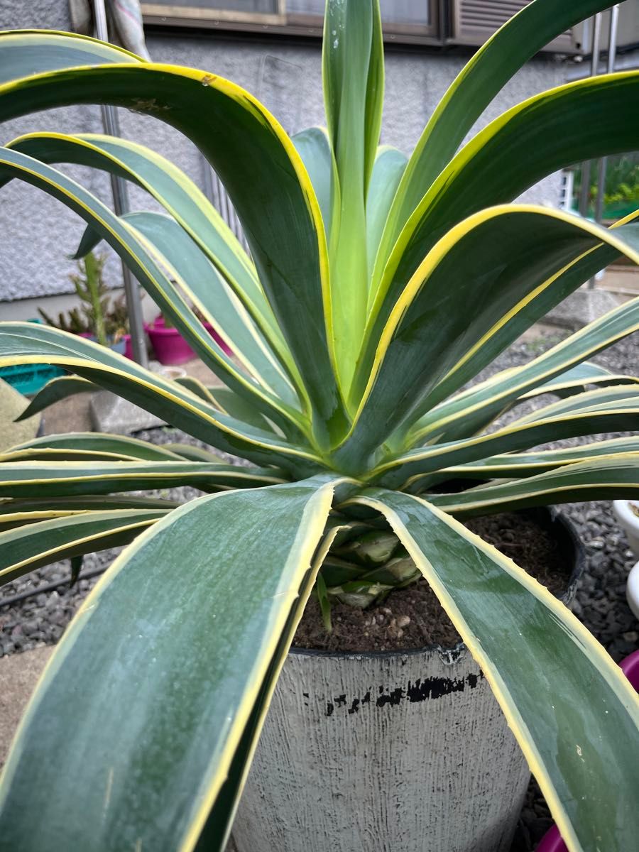 アガベ Agave 抜き苗 ベネズエラ|Yahoo!フリマ(旧PayPayフリマ) アガベ Agave 抜き苗 ベネズエラ|Yahoo!フリマ(旧PayPayフリマ)