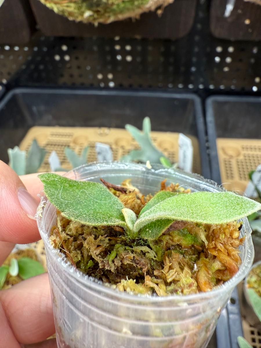 68ビカクシダ Platycerium ウィリンキー金童Golden Boy|Yahoo 68ビカクシダ Platycerium ウィリンキー金童Golden Boy|Yahoo