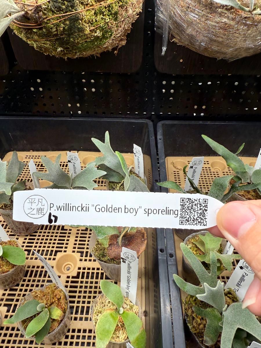 67ビカクシダ Platycerium ウィリンキー金童Golden Boy|Yahoo 67ビカクシダ Platycerium ウィリンキー金童Golden Boy|Yahoo