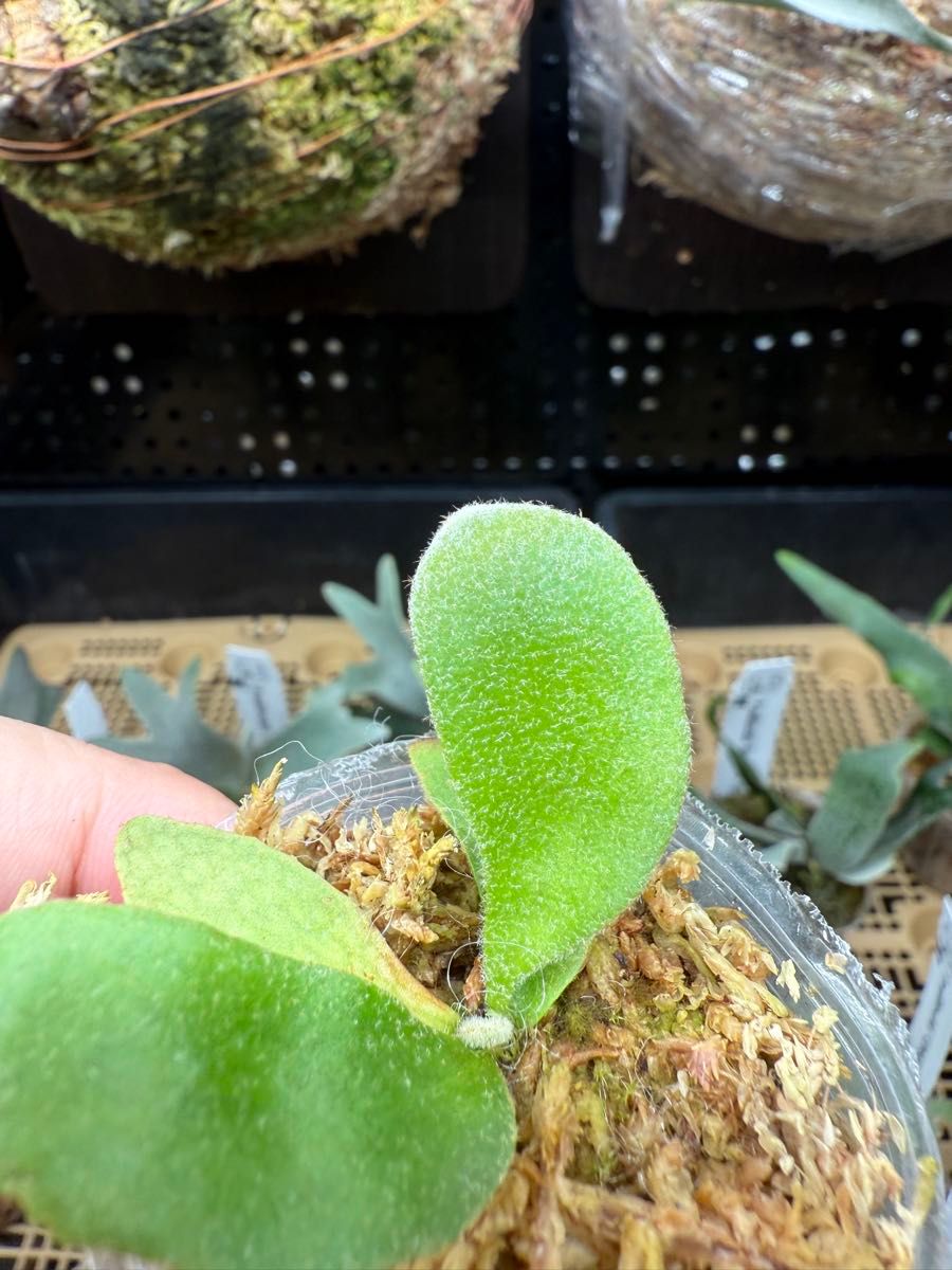 67ビカクシダ Platycerium ウィリンキー金童Golden Boy|Yahoo 67ビカクシダ Platycerium ウィリンキー金童Golden Boy|Yahoo