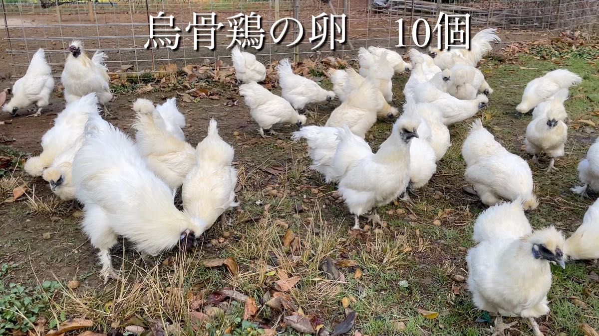 平飼い放牧 烏骨鶏の卵 10個