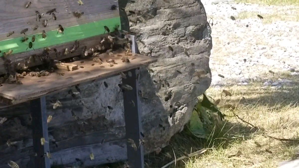 日本ミツバチ(誘因処理済み)捕獲箱「自然入居」100%捕獲出来「2ウェイ方式」アカリンダニ対策と暑さ対策の換気口「ハッカ結晶」付き