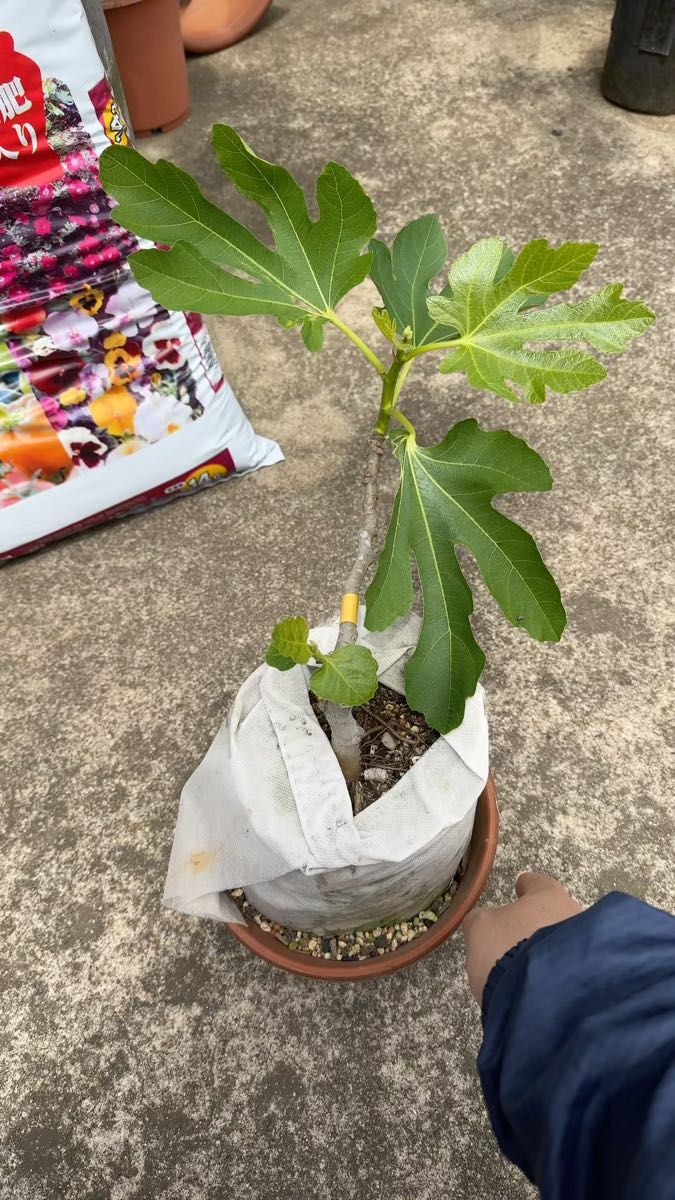 イチジク(無花果)大苗木3年生根張り抜群2