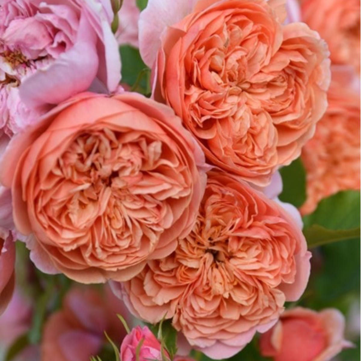 最新品種 超希少 入手困難 人気薔薇 バラ苗 強香 切り花品 最新品種 超希少 入手困難 人気薔薇 バラ苗 強香 切り花品