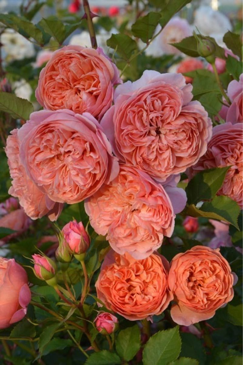 最新品種 超希少 入手困難 人気薔薇 バラ苗 強香 切り花品 最新品種 超希少 入手困難 人気薔薇 バラ苗 強香 切り花品