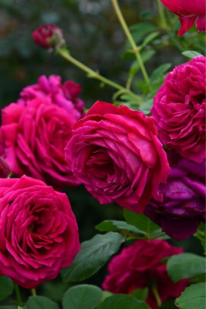 バラ苗 ダイヤ〇〇 人気薔薇 切り花品種 希少i5|Yahoo!フリマ バラ苗 ダイヤ〇〇 人気薔薇 切り花品種 希少i5|Yahoo!フリマ