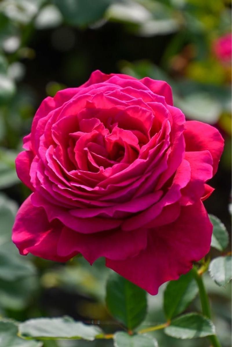バラ苗 ダイヤ〇〇 人気薔薇 切り花品種 希少i5|Yahoo!フリマ バラ苗 ダイヤ〇〇 人気薔薇 切り花品種 希少i5|Yahoo!フリマ
