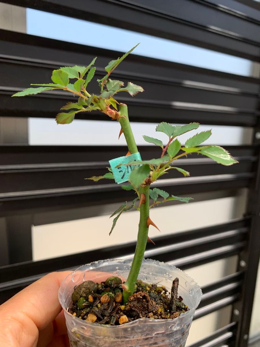 最新品種 超希少 入手困難 人気薔薇 バラ苗 強香 切り花品 最新品種 超希少 入手困難 人気薔薇 バラ苗 強香 切り花品
