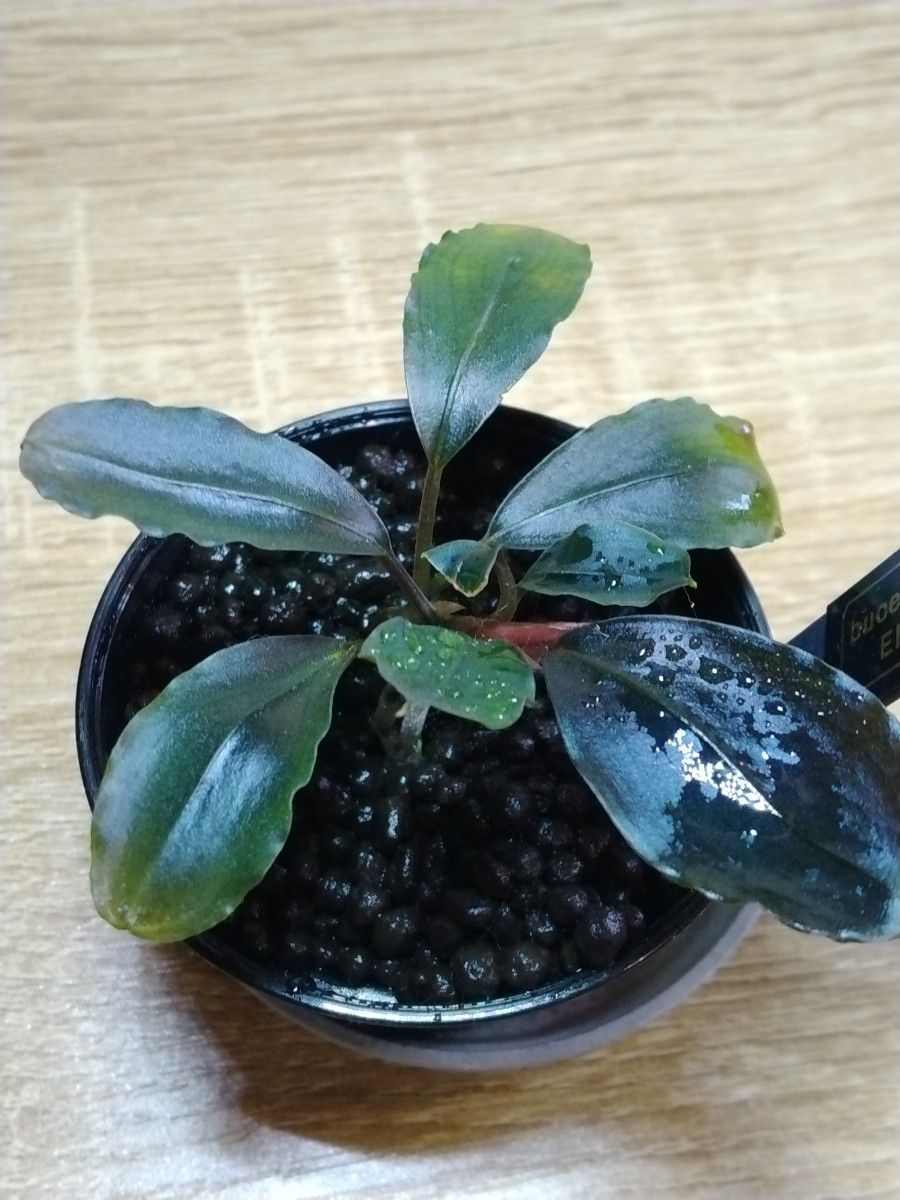 ブセファランドラ エレガントブルー ブセファランドラsp エレガントブルーBucephalandra sp Elegant