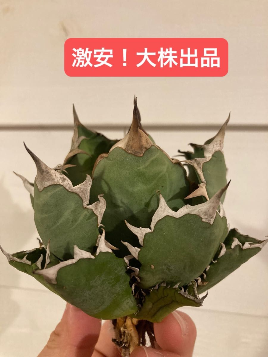 激安 大株出品 アガベ チタノタ 姫厳竜 強棘 狂刺 厚葉 極上株 激安 大株出品 アガベ チタノタ 姫厳竜 強棘 狂刺 厚葉 極上株