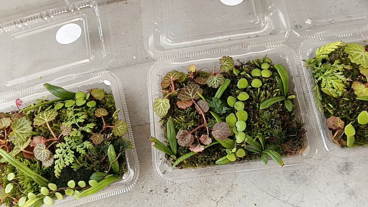 38.苔 天然苔 テラリウム テラリウム用 マメヅタ ユキノシタ 苔玉 観葉植物 インテリア スナゴケ 盆栽 ガーデニング 山苔