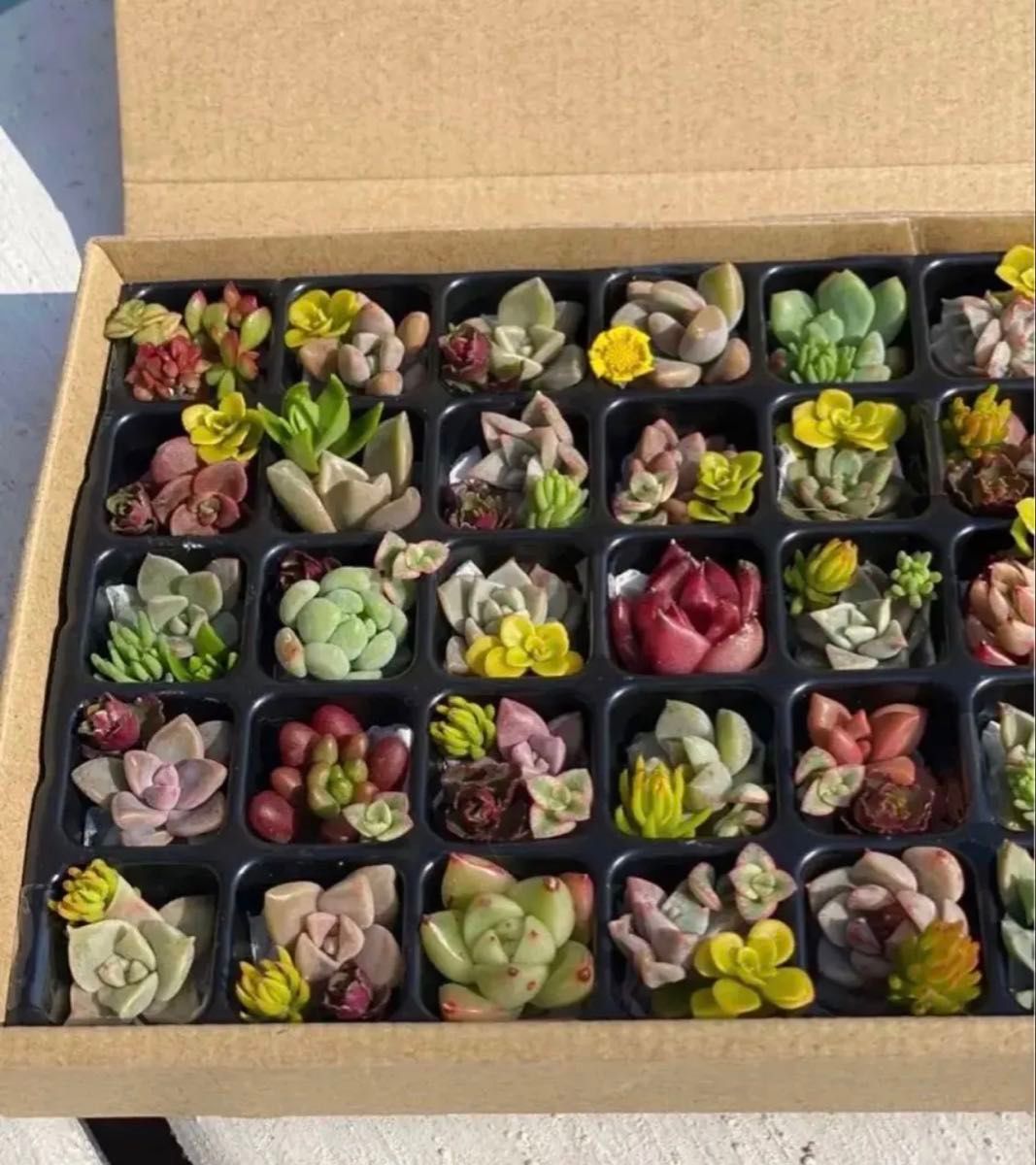 多肉植物 韓国入り小さなカット苗セット おまかせ詰め合わせ 多肉植物 韓国入り小さなカット苗セット おまかせ詰め合わせ