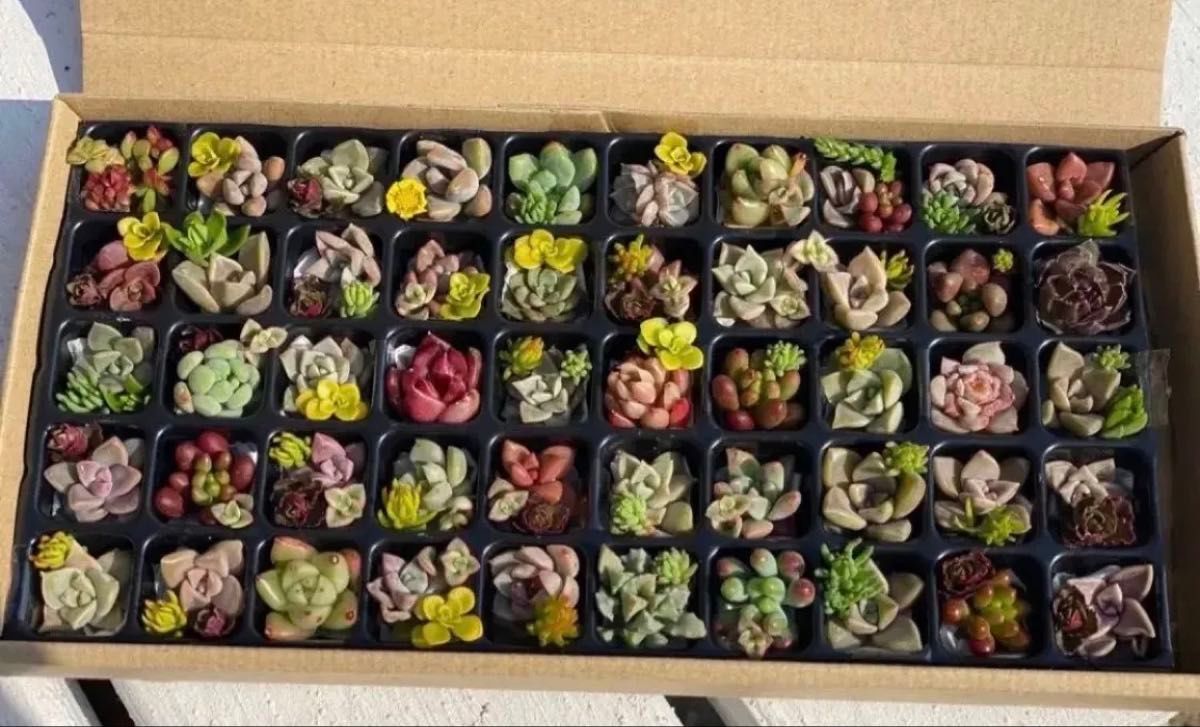 多肉植物 韓国入り小さなカット苗セット おまかせ詰め合わせ 多肉植物 韓国入り小さなカット苗セット おまかせ詰め合わせ