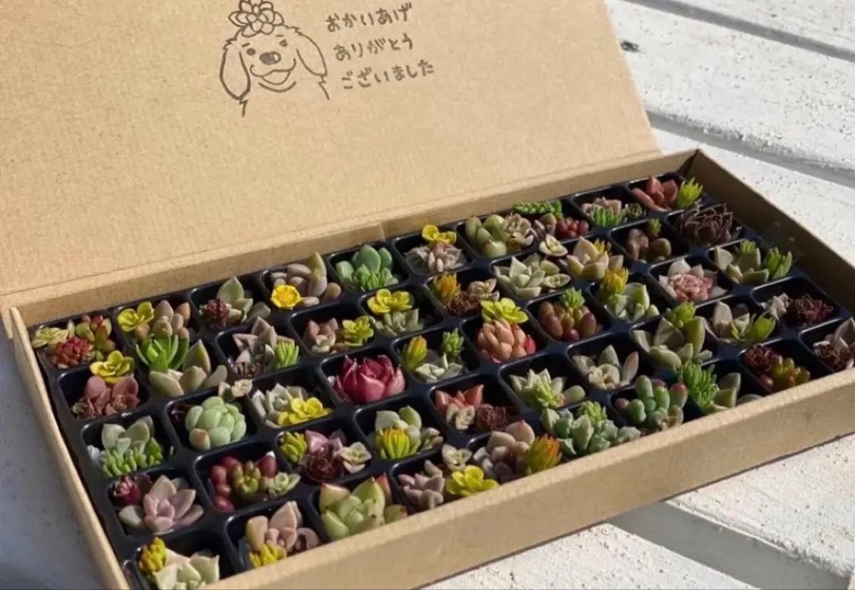 多肉植物 韓国入り小さなカット苗セット おまかせ詰め合わせ 多肉植物 韓国入り小さなカット苗セット おまかせ詰め合わせ