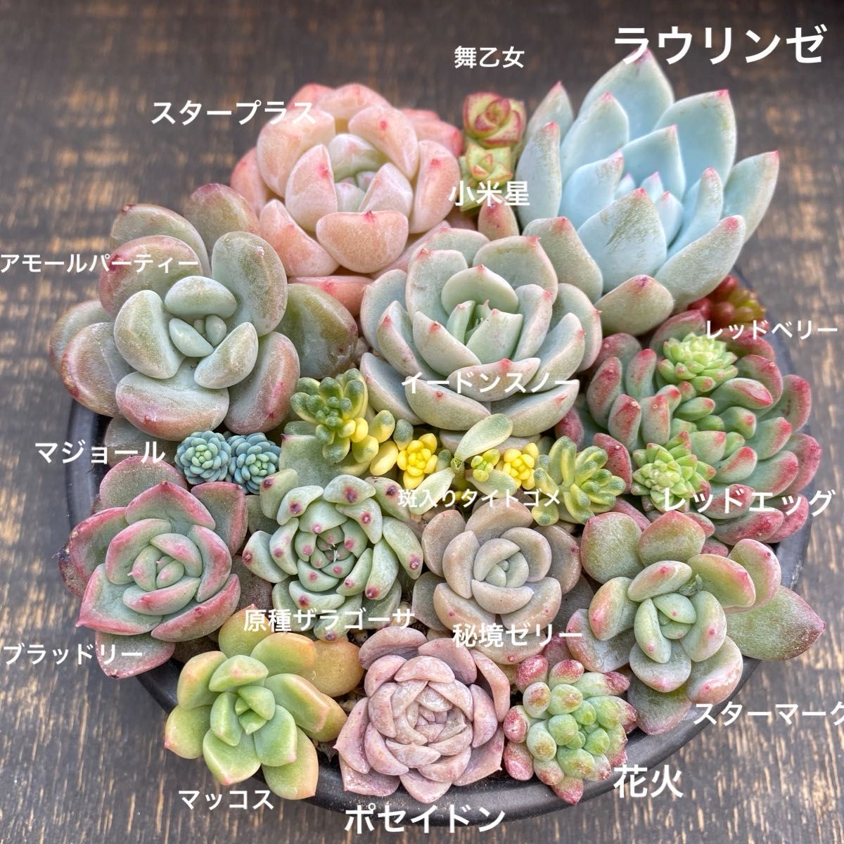 多肉植物 ⑧ 寄せ植え用 カット苗セット 花火 入り|Yahoo 多肉植物 ⑧ 寄せ植え用 カット苗セット 花火 入り|Yahoo
