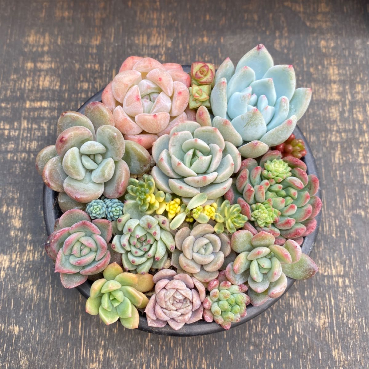 多肉植物 ⑧ 寄せ植え用 カット苗セット 花火 入り|Yahoo 多肉植物 ⑧ 寄せ植え用 カット苗セット 花火 入り|Yahoo