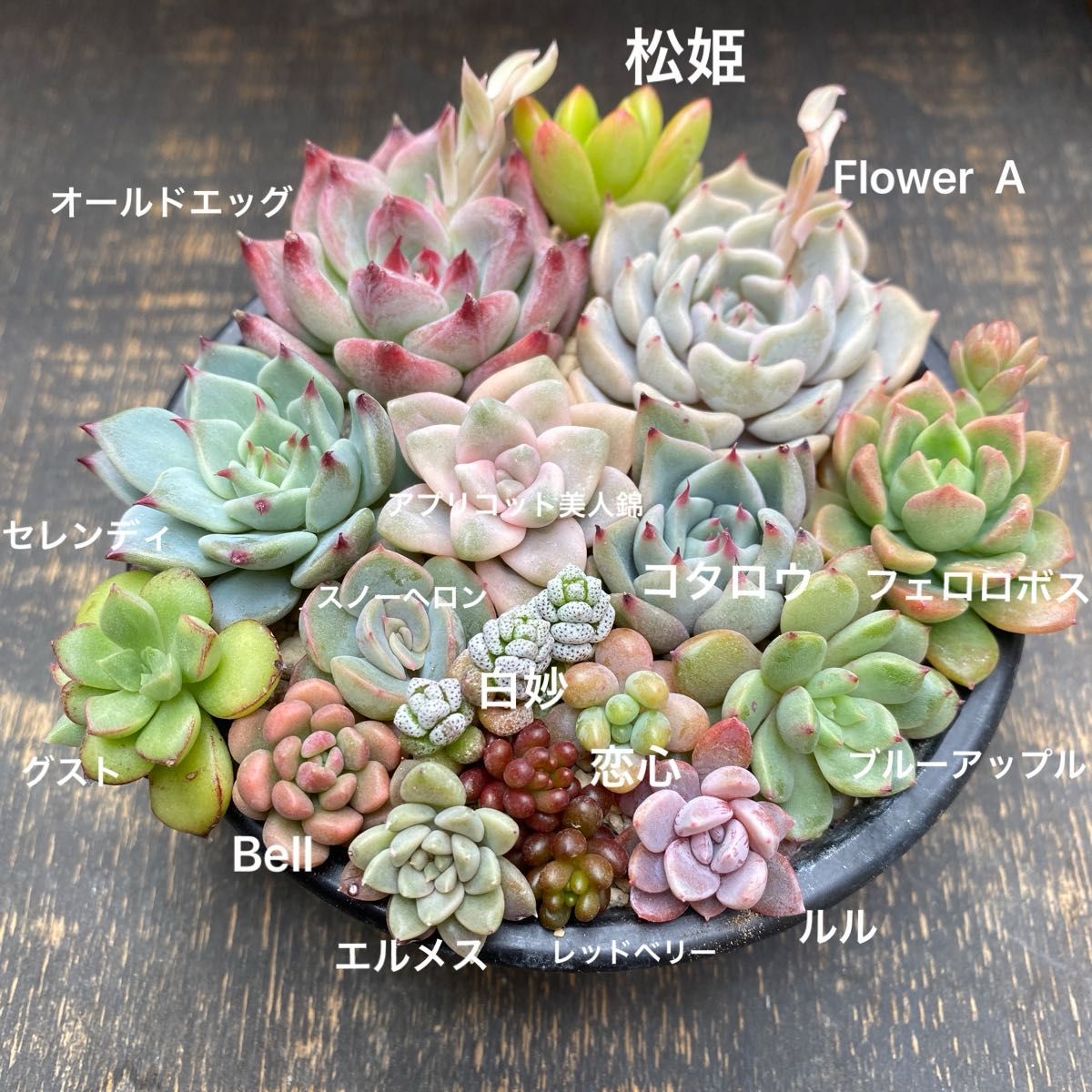 多肉植物 ① 寄せ植え用カット苗セット|Yahoo!フリマ(旧PayPay 多肉植物 ① 寄せ植え用カット苗セット|Yahoo!フリマ(旧PayPay