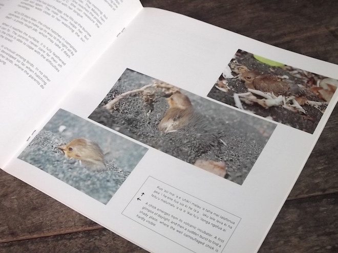 1993年 洋書 野鳥保護パンフ KOE MALAU トンガツカツクリ 島嶼 固有種 生態 保護活動 絶滅危惧 鳥類 トンガ語_画像6