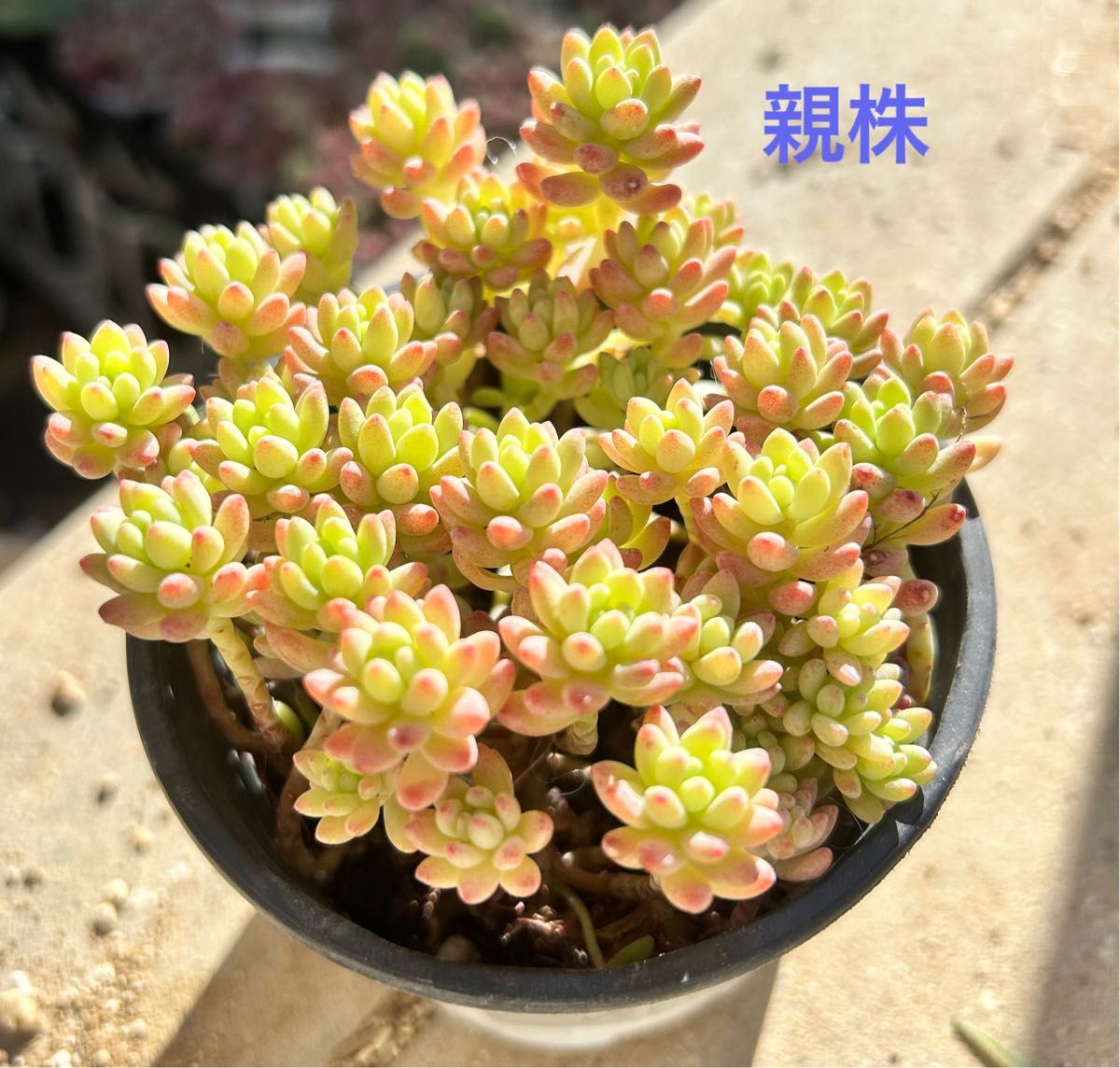 多肉植物 レッドベリーhyb 花団錦 カット苗 10カット|Yahoo 多肉植物 レッドベリーhyb 花団錦 カット苗 10カット|Yahoo