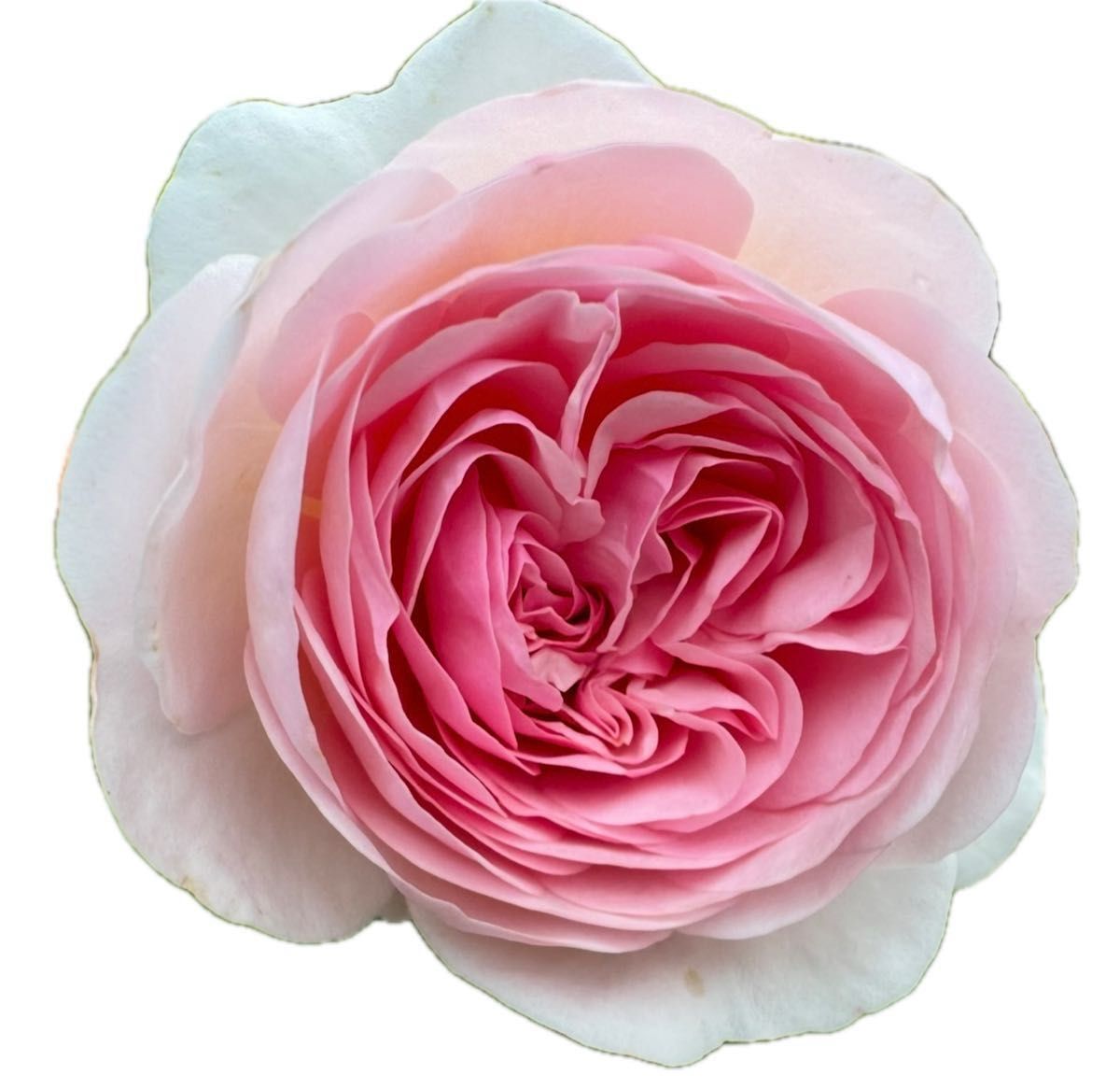 ピンク薔薇苗 中輪 中香 初心者さんでも育てやすい 樹勢強い ピンク薔薇苗 中輪 中香 初心者さんでも育てやすい 樹勢強い