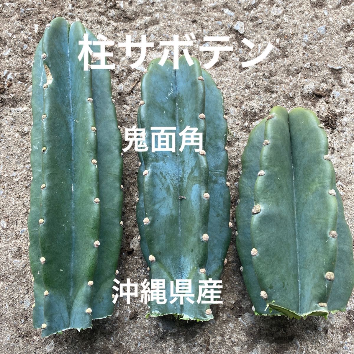 柱サボテン 鬼面角 沖縄県産|Yahoo!フリマ(旧PayPayフリマ) 柱サボテン 鬼面角 沖縄県産|Yahoo!フリマ(旧PayPayフリマ)