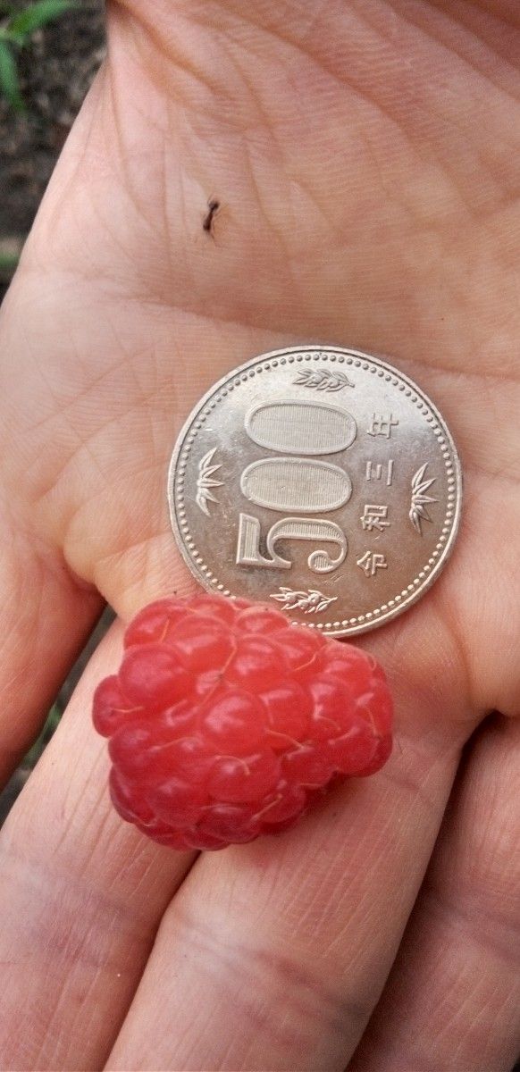 トゥラミーンの苗 ラズベリー Tulameen とげあり|Yahoo!フリマ トゥラミーンの苗 ラズベリー Tulameen とげあり|Yahoo!フリマ