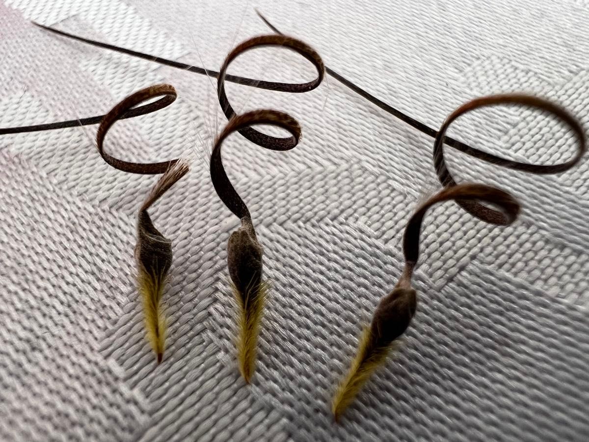 種子】 モンソニア ペニクリナ 採れたて種子20個 monsonia 種子】 モンソニア ペニクリナ 採れたて種子20個 monsonia