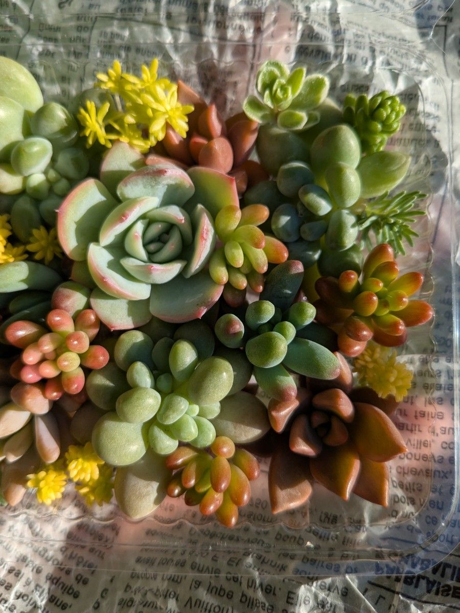 多肉植物 カット苗 詰め合わせセット とっても可愛いです 寄せ 多肉植物 カット苗 詰め合わせセット とっても可愛いです 寄せ