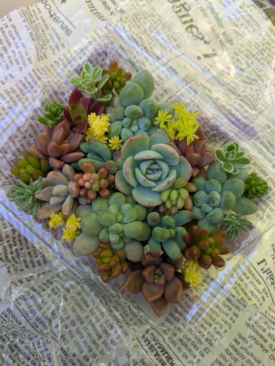 多肉植物 カット苗 詰め合わせセット とっても可愛いです 寄せ 多肉植物 カット苗 詰め合わせセット とっても可愛いです 寄せ