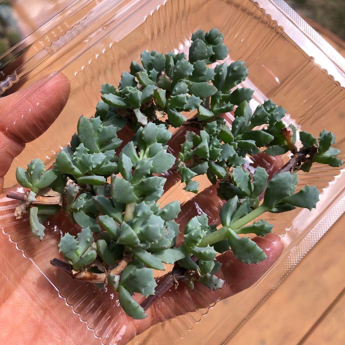 多肉植物 琴爪菊 カット苗|Yahoo!フリマ(旧PayPayフリマ) 多肉植物 琴爪菊 カット苗|Yahoo!フリマ(旧PayPayフリマ)