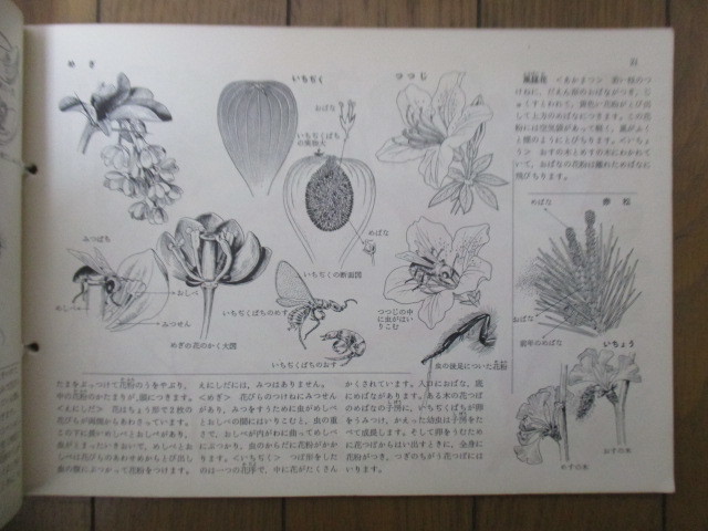 科学クラブ 第7号　特集：花と虫・みつばちの生活　小倉護　川西良吉　1956年　東雲堂_画像8