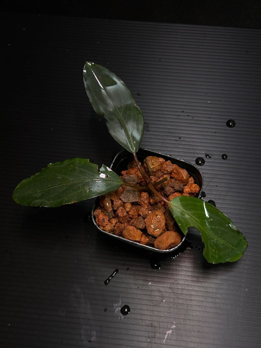 ブセファランドラsp ダークグレイ Bucephalandra 水上葉|Yahoo ブセファランドラsp ダークグレイ Bucephalandra 水上葉|Yahoo