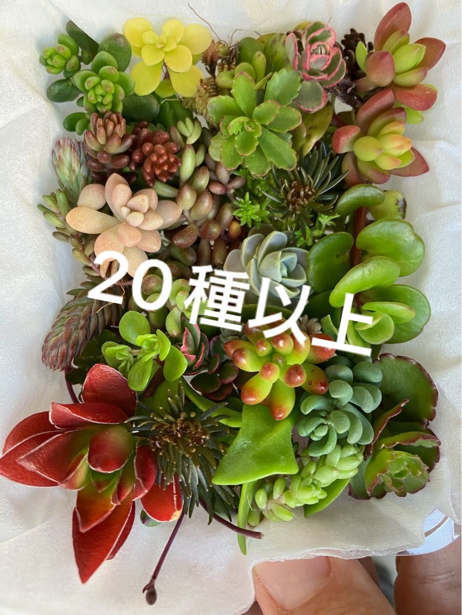 多肉植物 カット苗 20種類以上 詰め合わせ チマチマ寄せ植え 多肉植物 カット苗 20種類以上 詰め合わせ チマチマ寄せ植え
