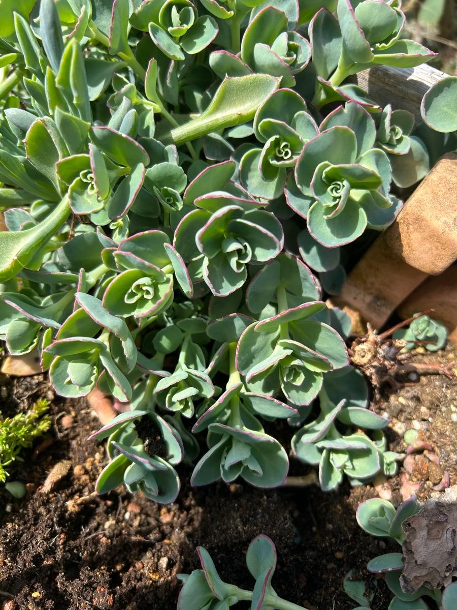 ミセバヤ カット苗 多肉植物|Yahoo!フリマ(旧PayPayフリマ) ミセバヤ カット苗 多肉植物|Yahoo!フリマ(旧PayPayフリマ)