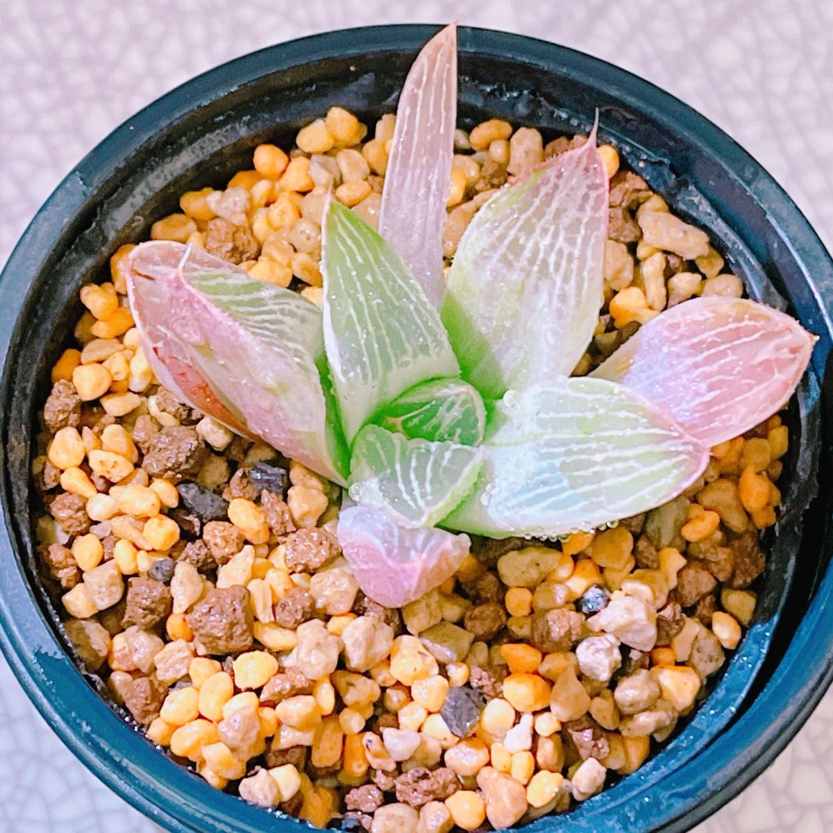 ミルキーホワイト』糊斑 ハオルチア 多肉植物|Yahoo!フリマ(旧 ミルキーホワイト』糊斑 ハオルチア 多肉植物|Yahoo!フリマ(旧