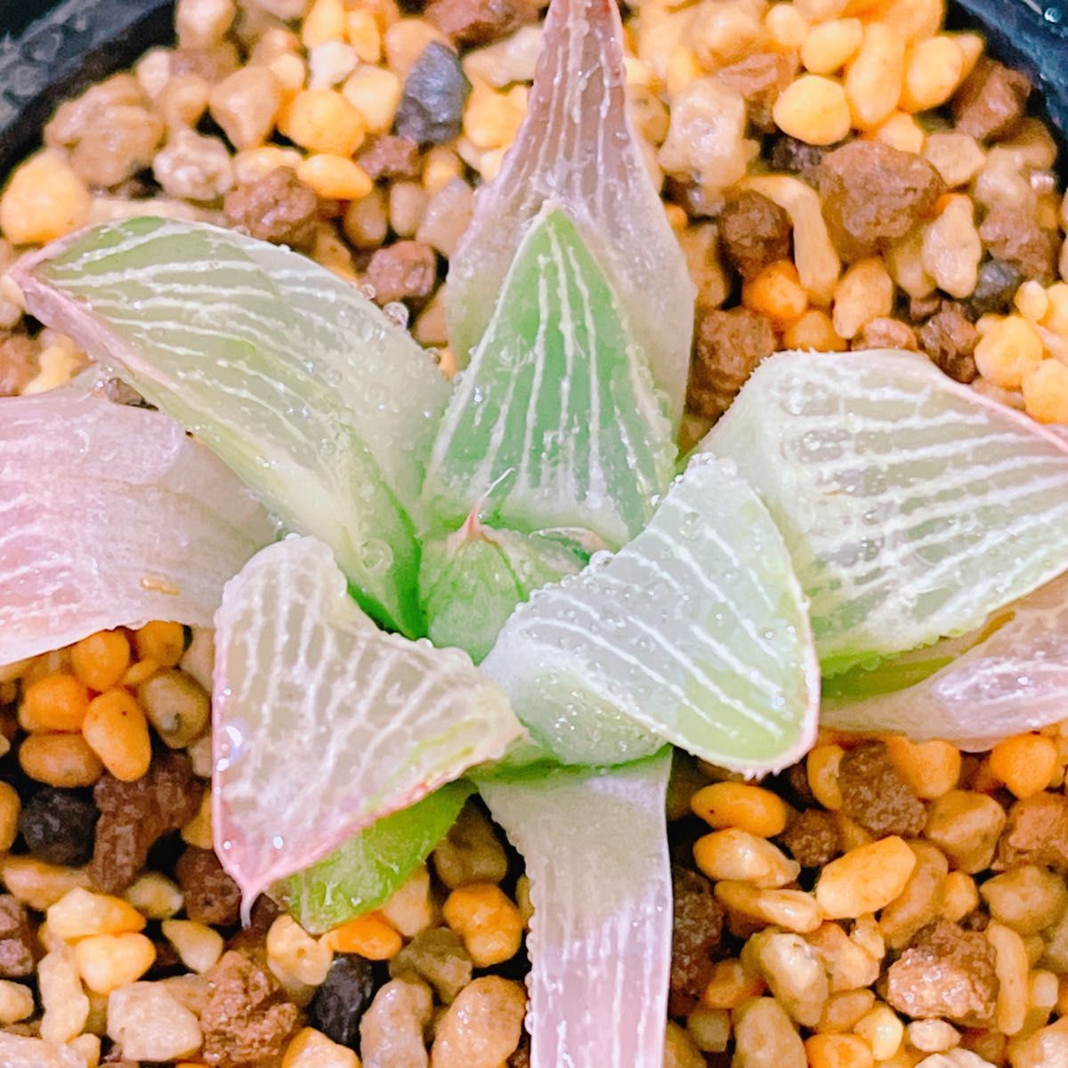 ミルキーホワイト』糊斑 ハオルチア 多肉植物|Yahoo!フリマ(旧 ミルキーホワイト』糊斑 ハオルチア 多肉植物|Yahoo!フリマ(旧
