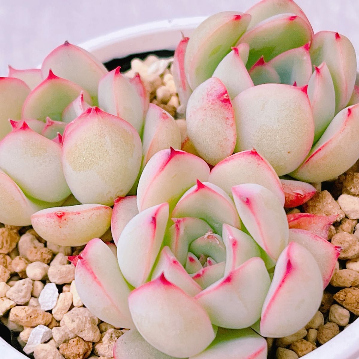 花月夜』エケベリア 多肉植物|Yahoo!フリマ(旧PayPayフリマ) 花月夜』エケベリア 多肉植物|Yahoo!フリマ(旧PayPayフリマ)