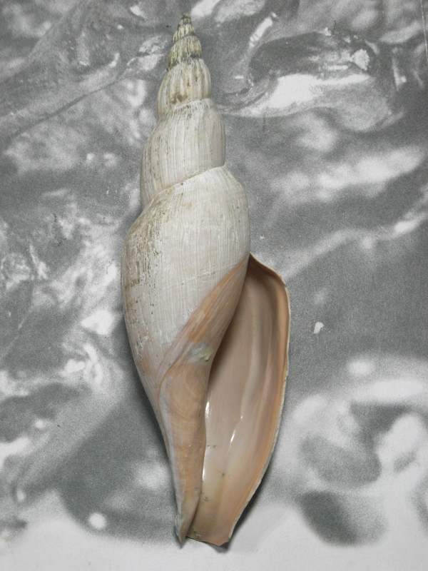 ヤフオク! - 貝の標本 Fulgoraria allaryi bail.2005 217mm.B