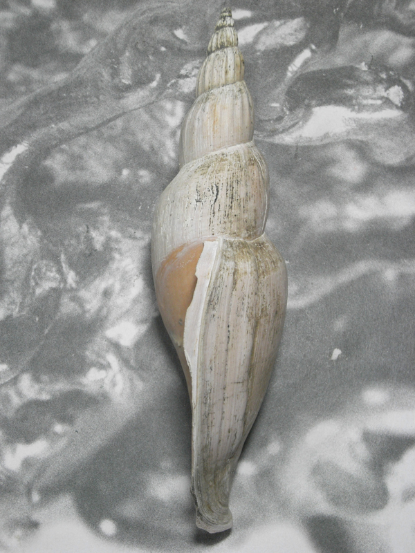 貝の標本 Fulgoraria allaryi bail.2005 217mm.BIG.china_画像2