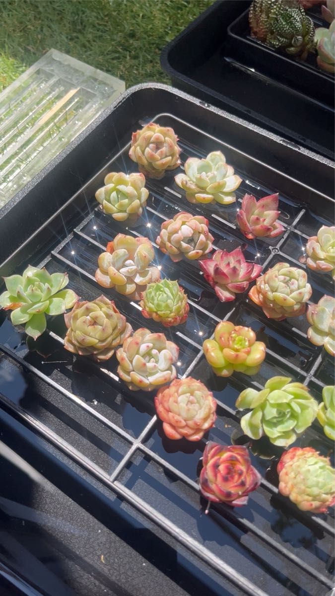 多肉植物 詰め合わせ